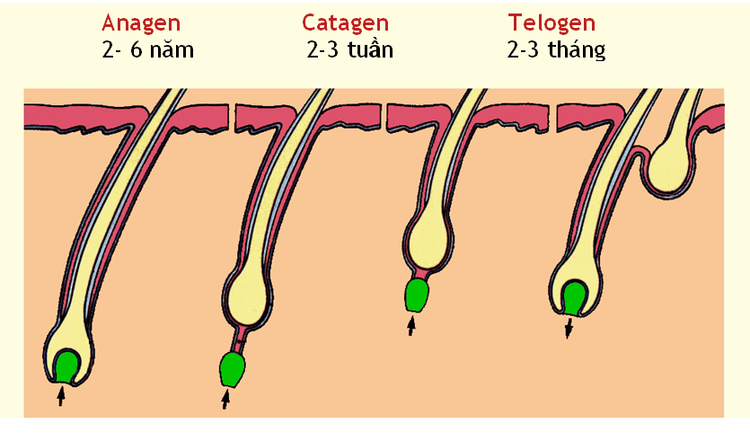 chu kì phát triển nang tóc